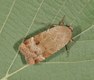 Noctua interposita