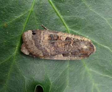 Noctua pronuba