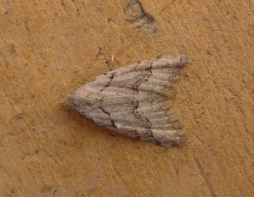 Nola thymula