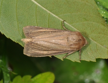 Nonagria typhae
