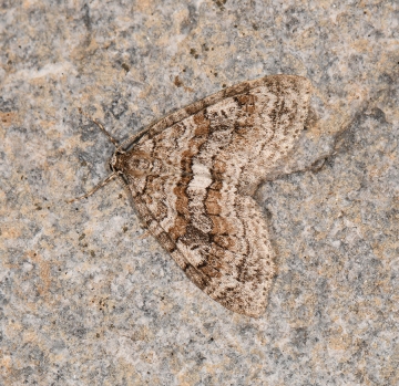 Nothocasis sertata