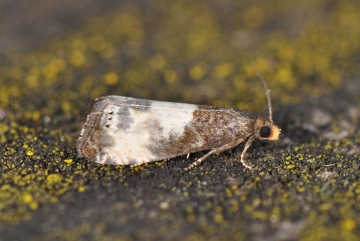 Notocelia cynosbatella