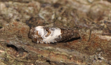 Notocelia rosaecolana