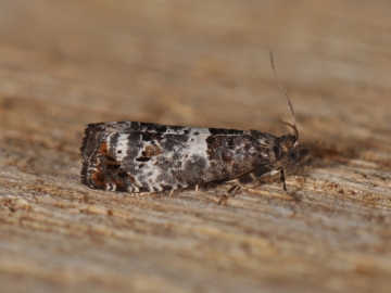 Notocelia trimaculana