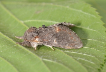 Notodonta dromedarius