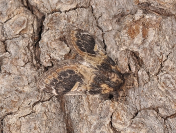 Notodonta tritophus