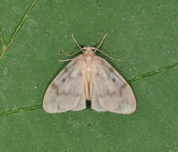 Arctiinae: Nudaria mundana