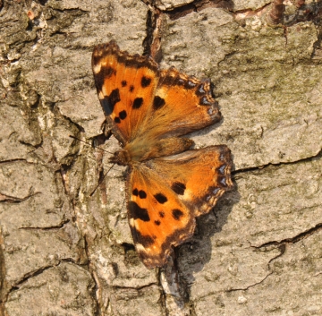 Nymphalis polychloros