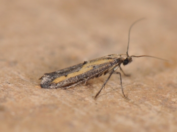 Ochromolopis ictella