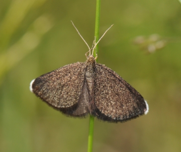 Odezia atrata