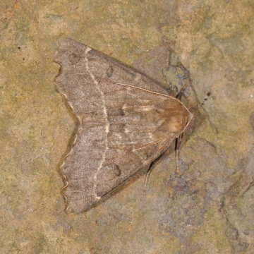 Odontopera bidentata