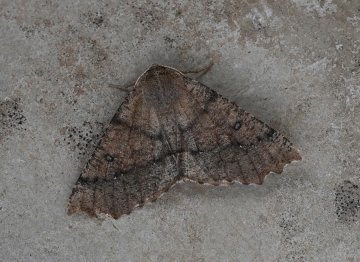 Odontopera bidentata