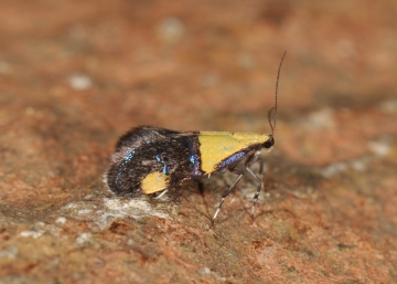 Oecophora bractella