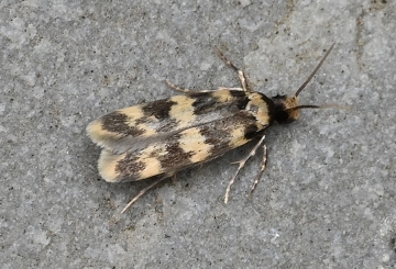 Oegoconia caradjai