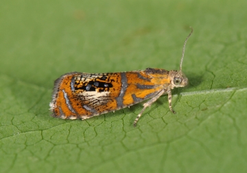 Olethreutes arcuella