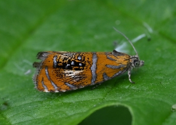 Olethreutes arcuella