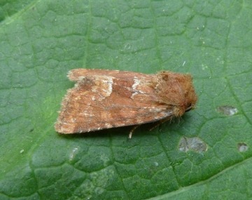 Oligia fasciuncula