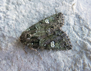 Olivenebula xanthochloris