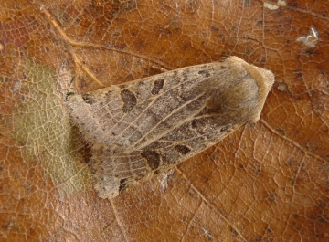 Omphaloscelis lunosa