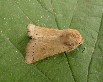 Omphaloscelis lunosa