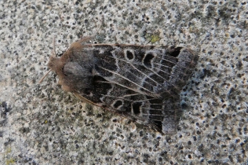 Omphaloscelis lunosa