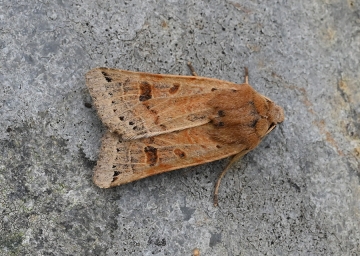 Omphaloscelis lunosa