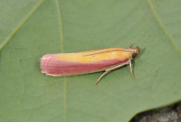 Oncocera semirubella