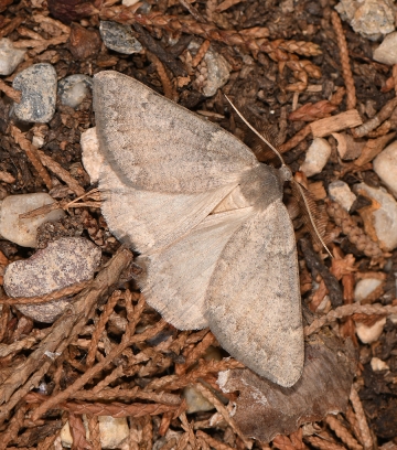 Onychora agaritharia