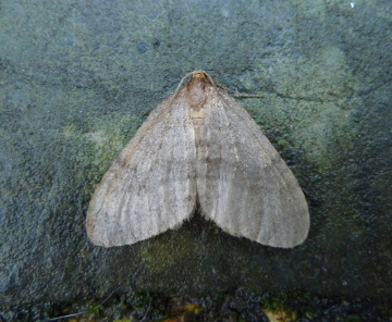 Operophtera brumata