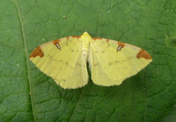 Opisthograptis luteolata