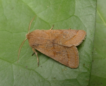 Orthosia cerasi