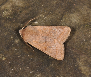 Orthosia cerasi