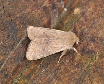 Orthosia cruda