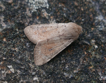 Orthosia miniosa