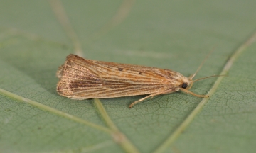 Orthotelia sparganella