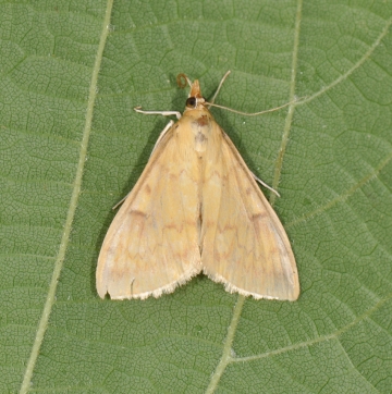 Ostrinia nubilalis