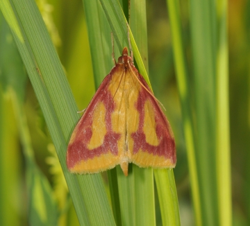 Ostrinia palustralis