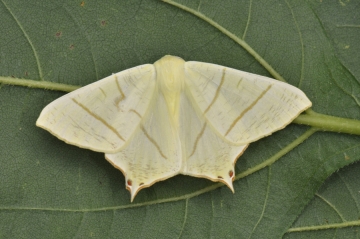 Ourapteryx sambucaria