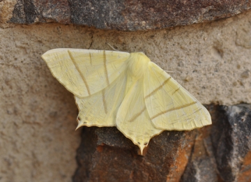 Ourapteryx sambucaria