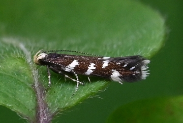 Oxypteryx libertinella