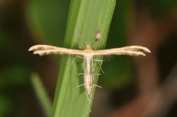 Oxyptilus laetus