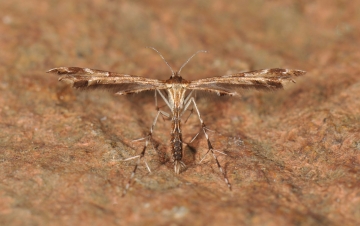 Oxyptilus pilosellae