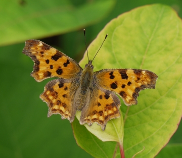 Polygonia c-album