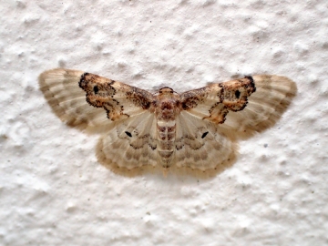 Idaea rusticata