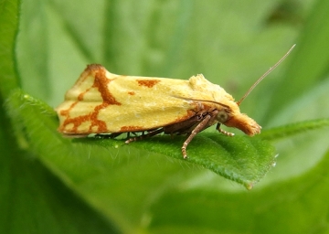 Agapeta hamana