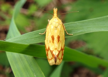 Agapeta hamana