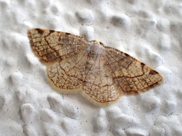 Stegania trimaculata