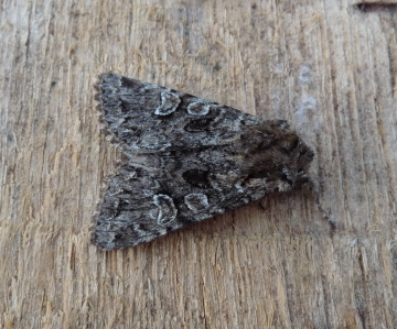 Pachetra sagittigera