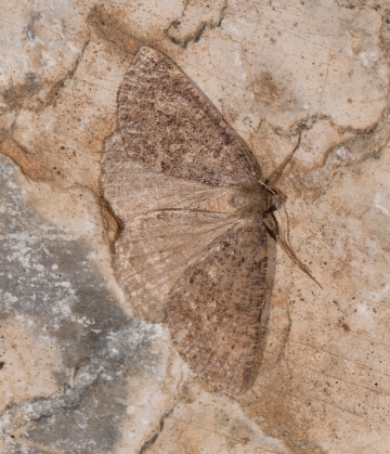 Pachycnemia tibiaria