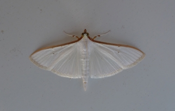 Palpita vitrealis